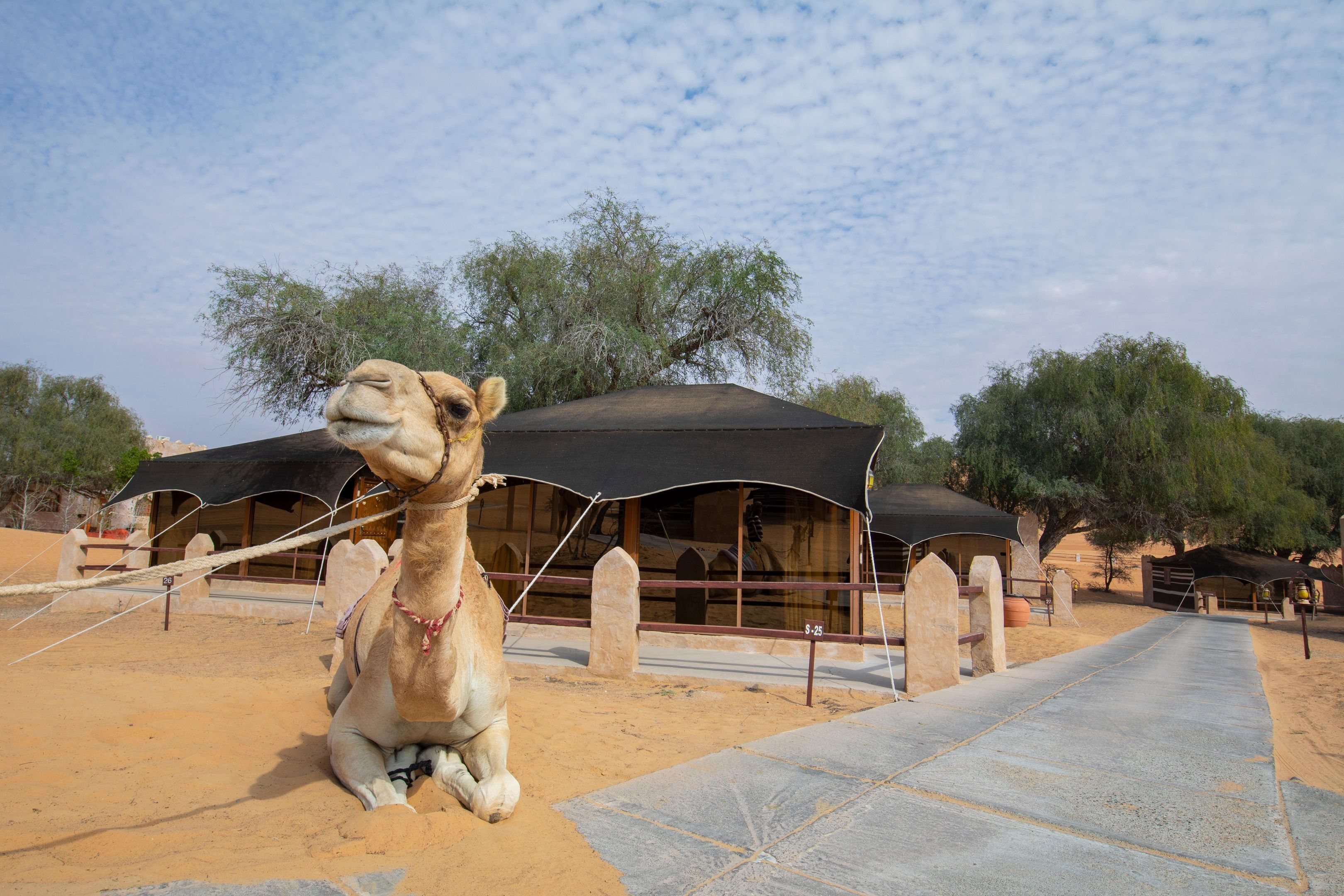 A camel statue in a desert setting with tents and trees in the background.