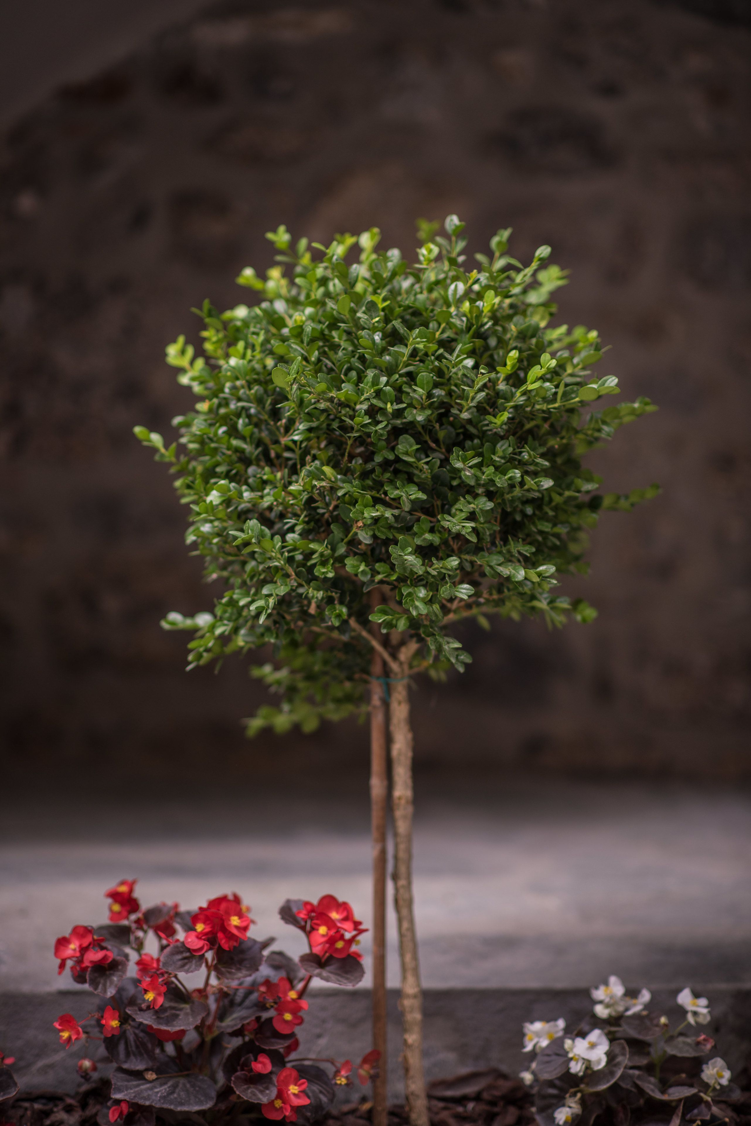 A small, well-maintained bonsai tree with a dense canopy of green leaves, set against a dark, textured background.