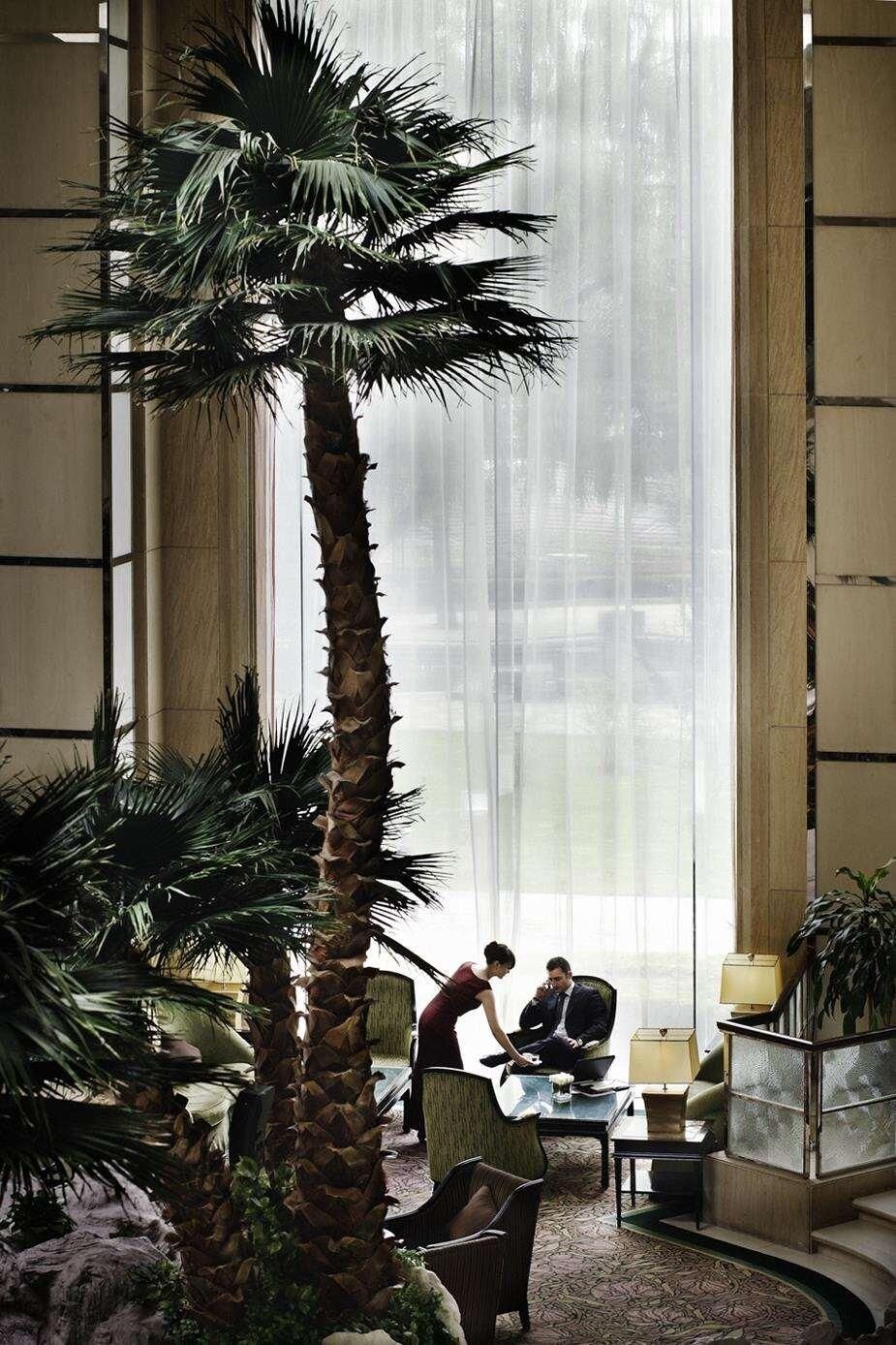 A room with a large palm tree, a glass coffee table, and a sofa.