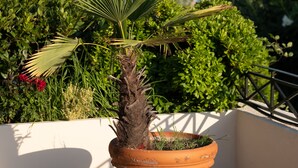 Ein Blumentopf mit einem Palmenblatt auf einem Balkon mit Blick aufs Meer.
