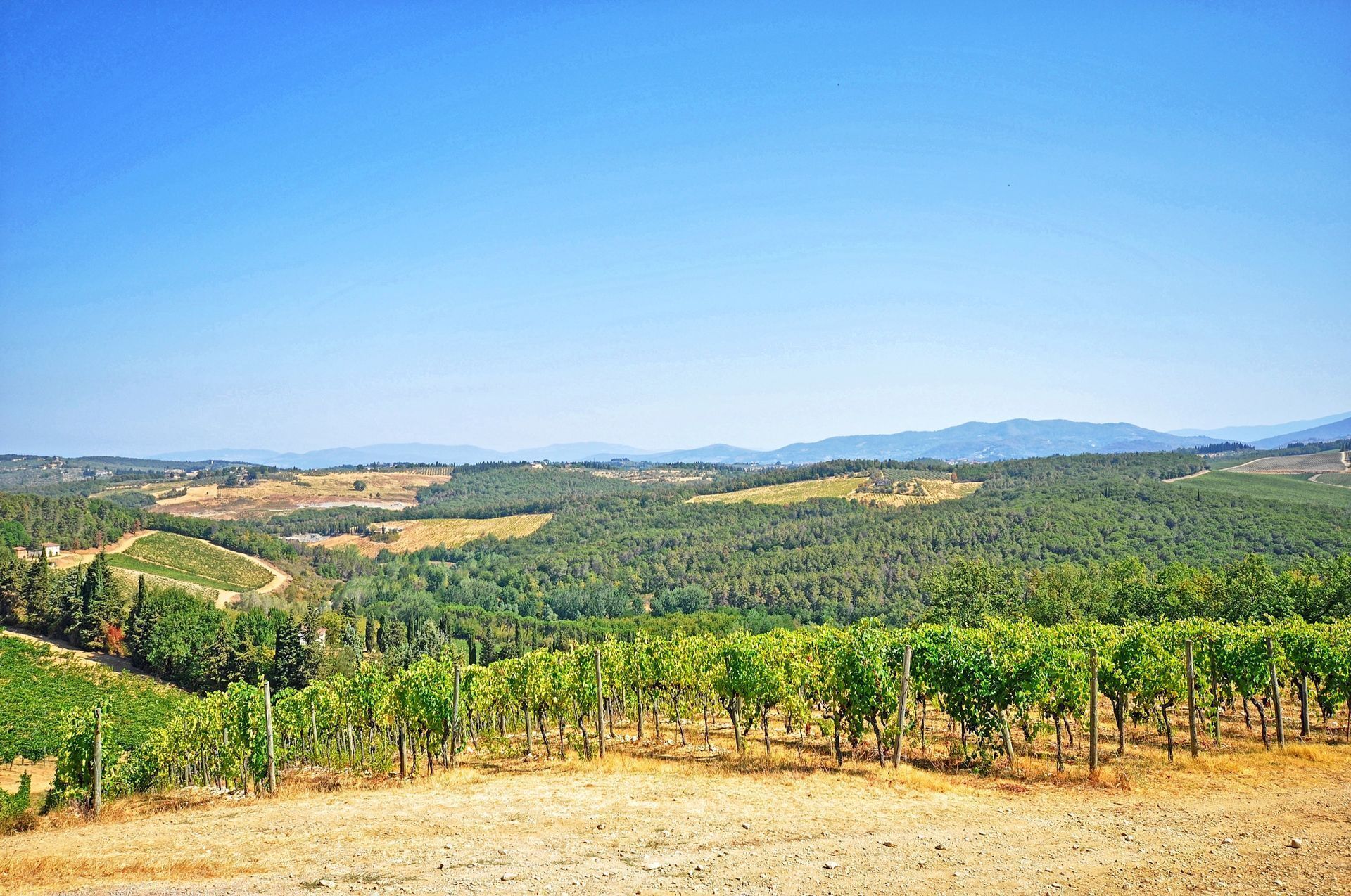 Un vignoble avec des rangées de vignes et une vue dégagée sur le paysage vallonné environnant.