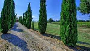 Un chemin de gravier bordé d’arbres à feuilles persistantes, hauts et étroits.