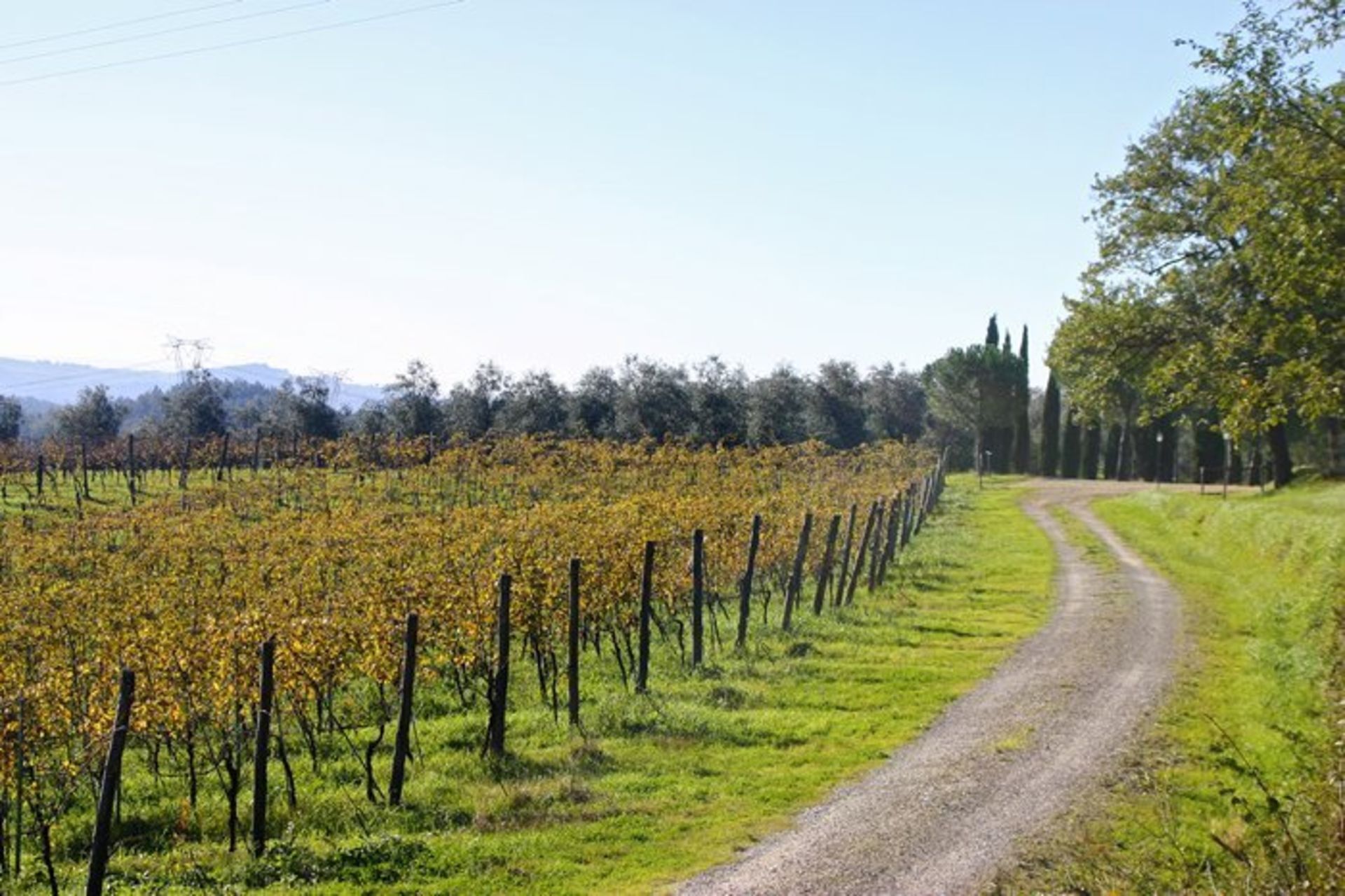 Viñedo con hileras de vides y un camino de grava serpenteando entre la vegetación.