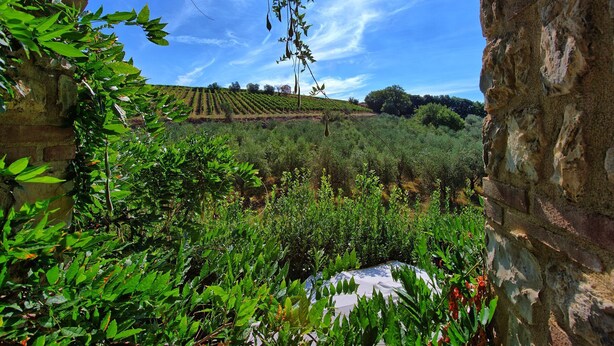 An outdoor view through an archway with a vineyard in the background.