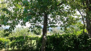 A tree with a basket hanging from its branches in a grassy area with a hedge in the background. - Wonderful private villa for 4 guests with WIFI, TV, pets allowed and panoramic view (Porretta Terme)