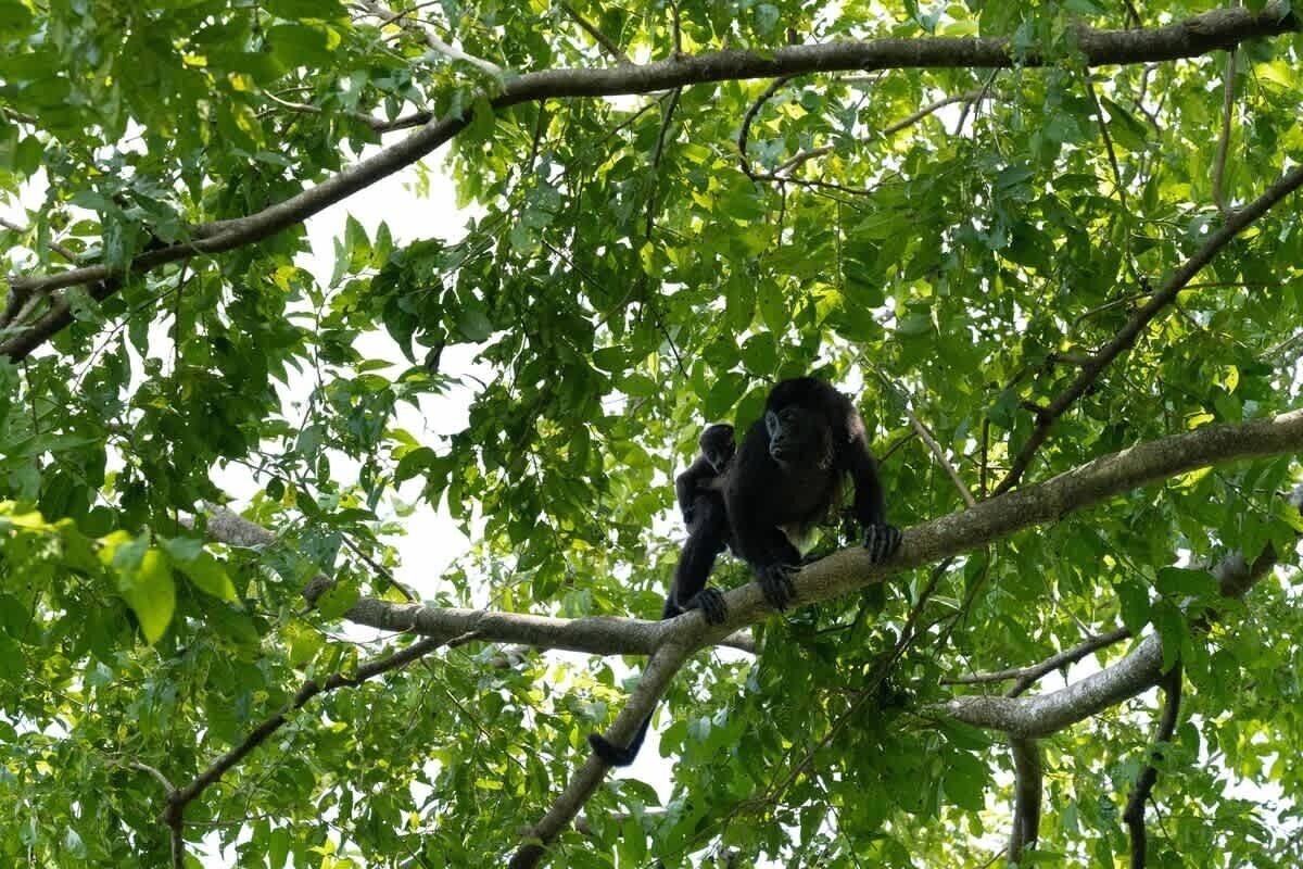 A gorilla on a tree branch surrounded by dense green foliage.