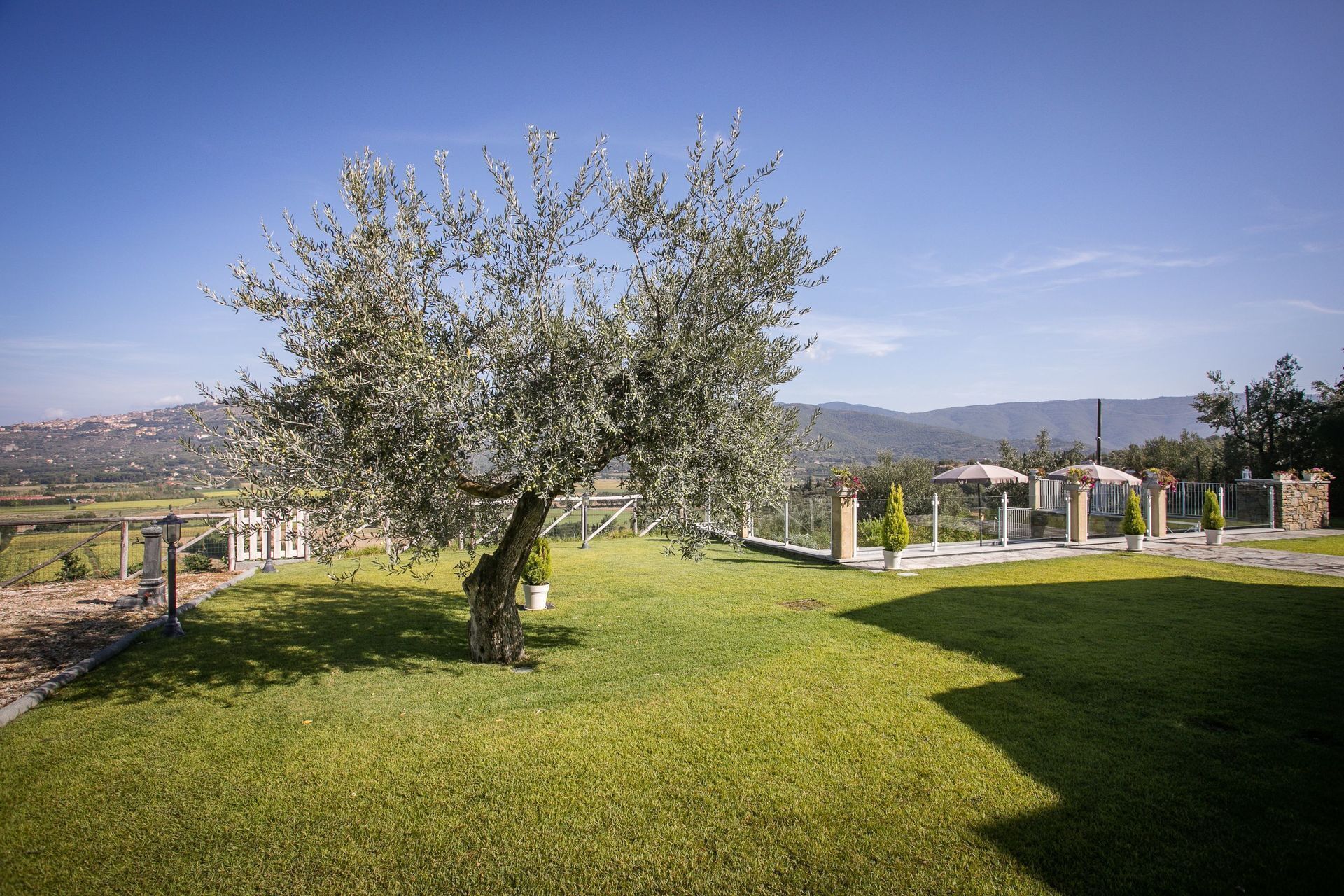 A well-maintained lawn with a large tree in the center, surrounded by a fence and a stone wall with potted plants.