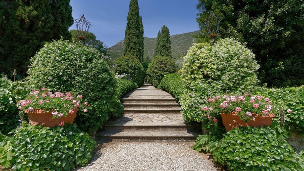 Un sentier de jardin avec des marches menant à une colline, le tout entouré d’une végétation luxuriante et de plantes en fleurs.