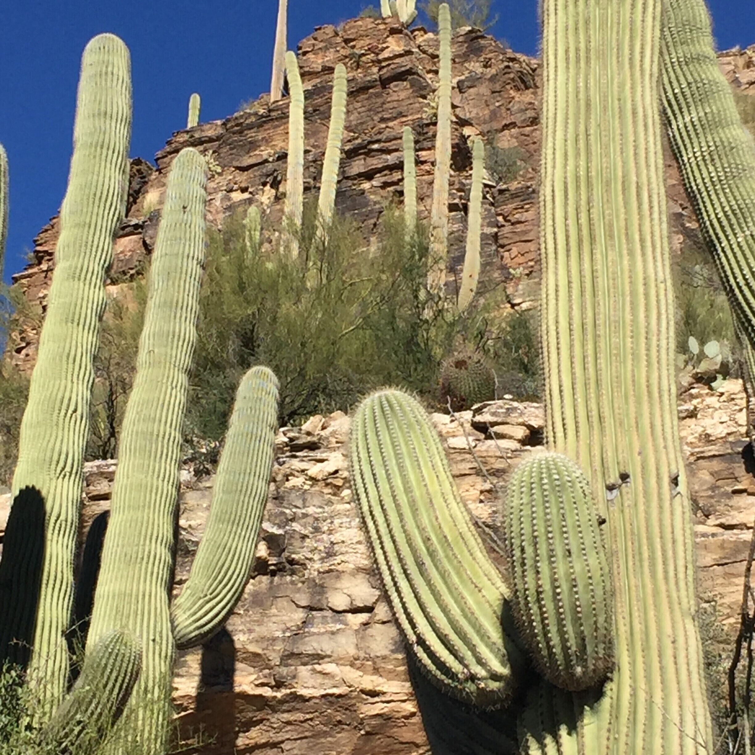 Un paysage désertique avec de grands cactus et un terrain rocheux.