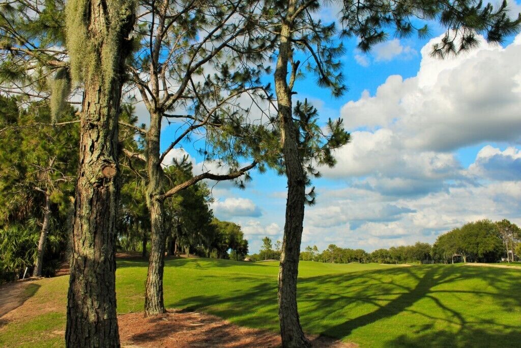 Un parcours de golf bordé de pins majestueux et offrant une vue sur un ciel dégagé.