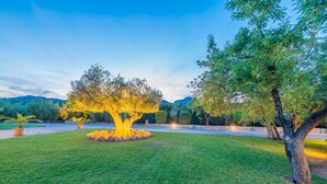 Un giardino curato con un grande albero illuminato da luci artificiali, circondato da un siepe ben tagliata e un vialetto in pietra.