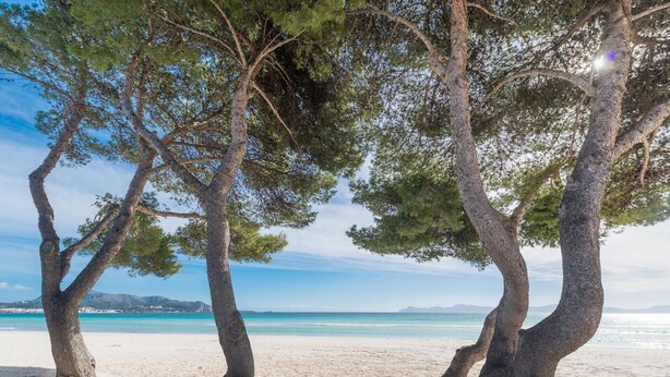 A beach with three trees and a clear view of the sea.