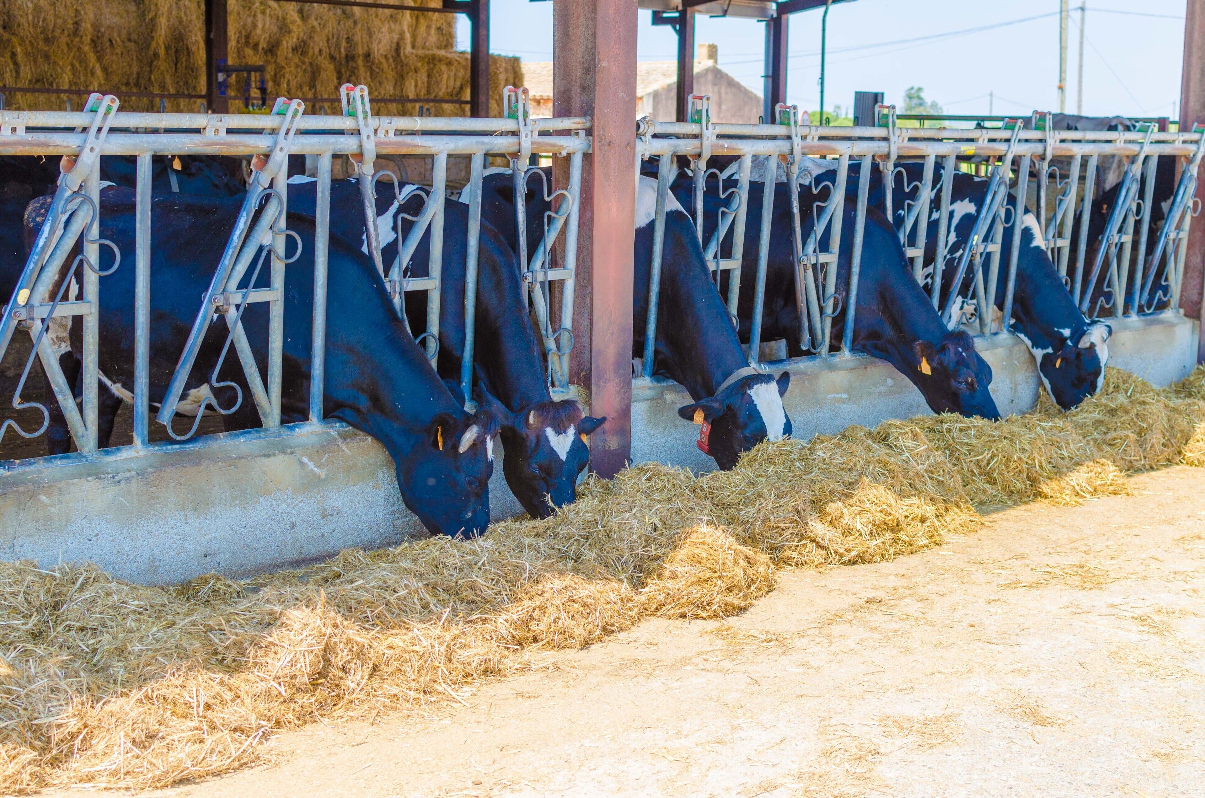 Cows feeding in a barn with metal feeding stations.