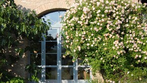 Un edificio con fachada de ladrillo, puerta de entrada de vidrio y un denso grupo de flores rosadas.