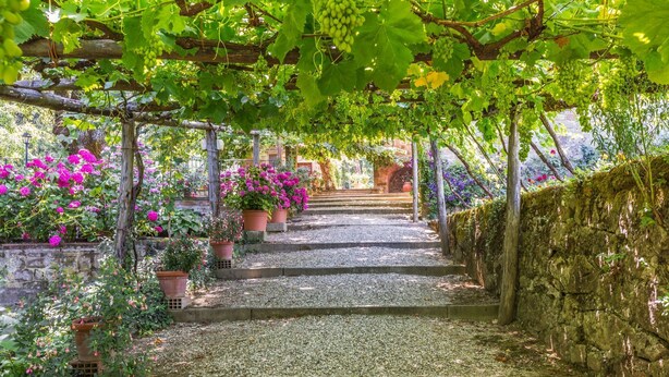En sti af sten slynger sig gennem en have med vinstokke og blomstrende planter.