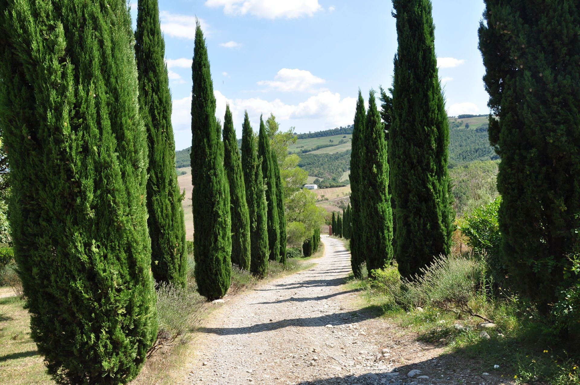 A gravel path flanked by tall cypress trees leading to a distant view of a white building.