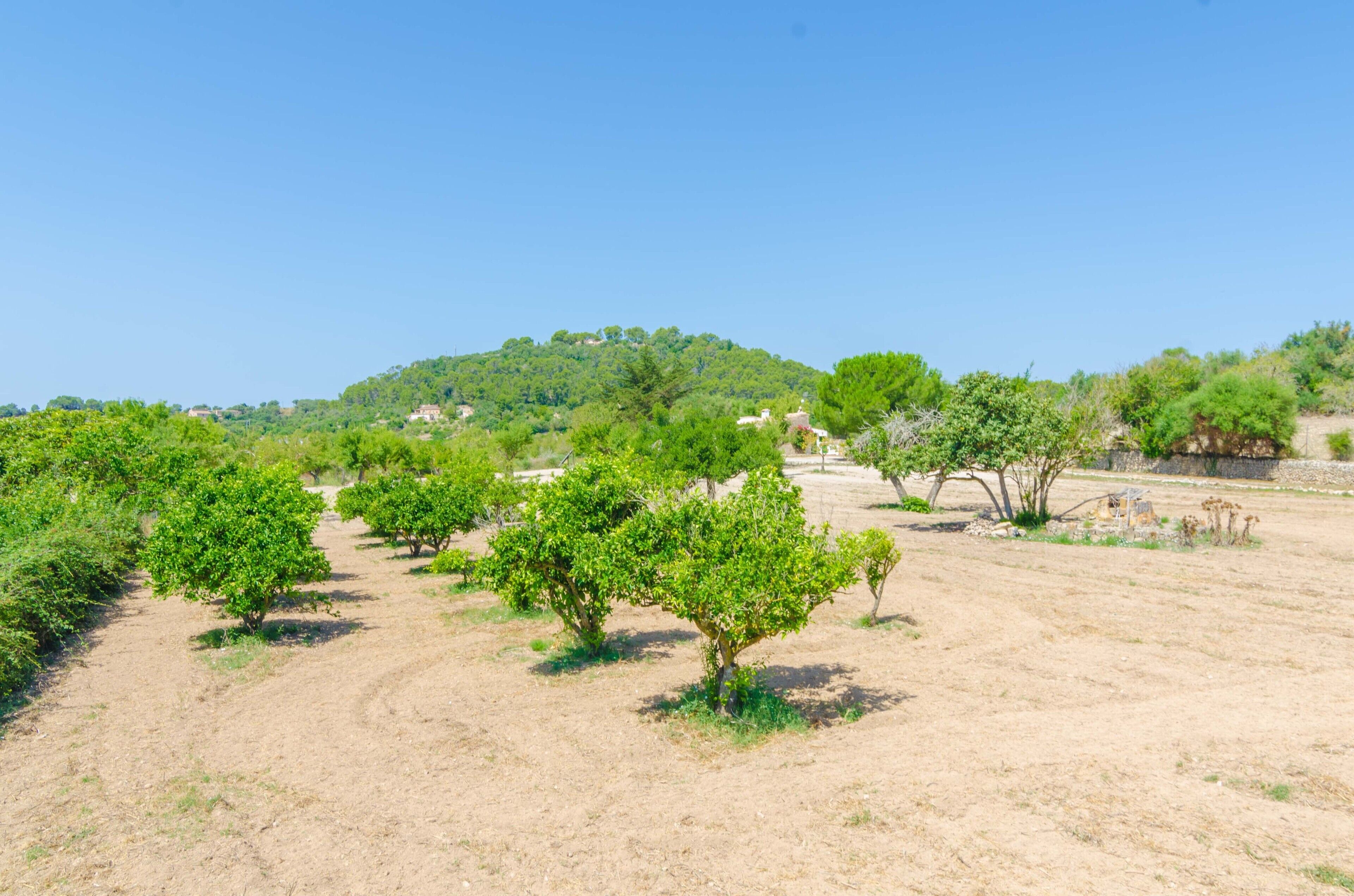 A vineyard with rows of trees and a hill in the background.