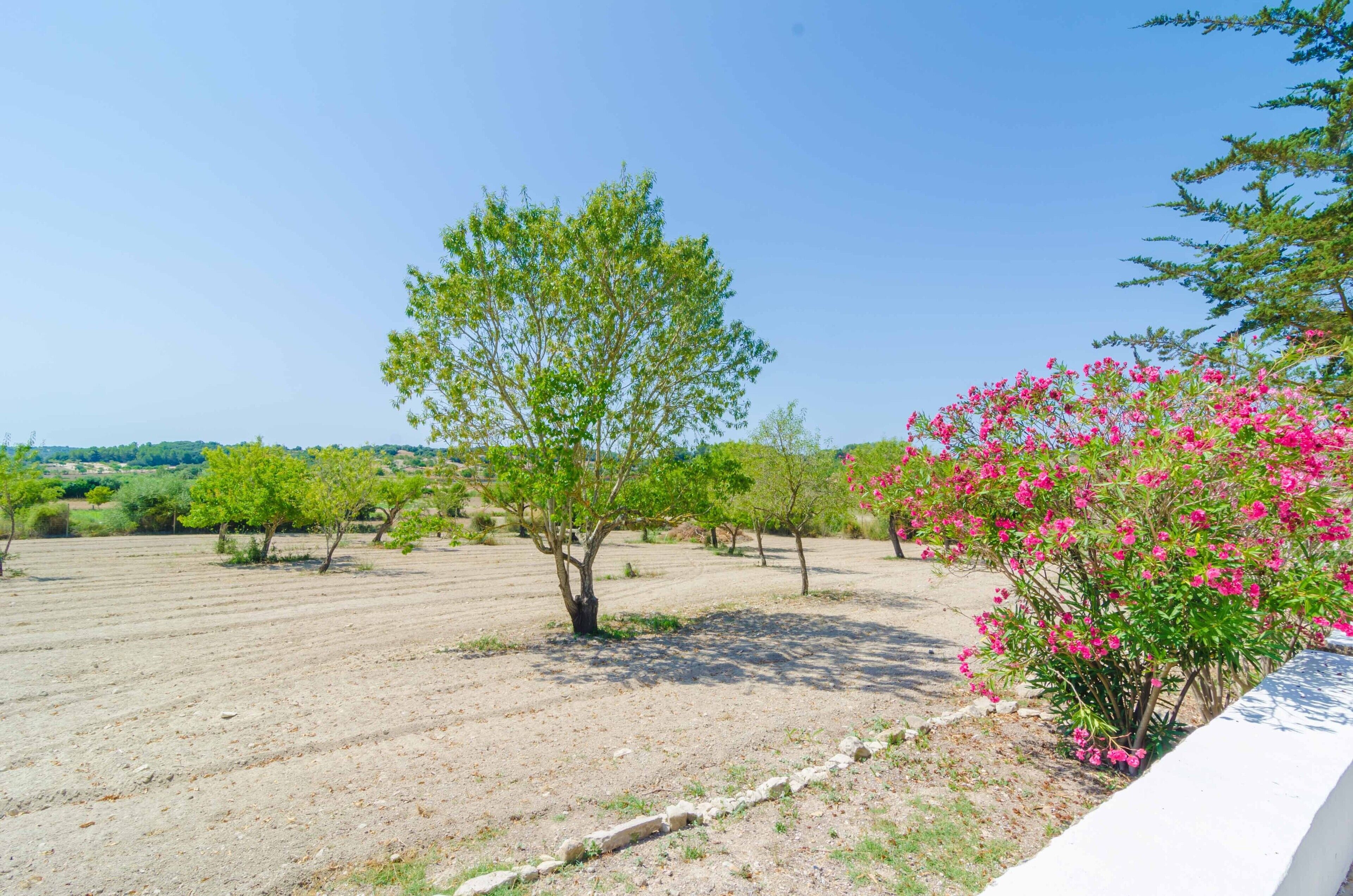 A field with rows of trees and a flowering bush.