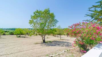A field with rows of trees and a flowering bush.