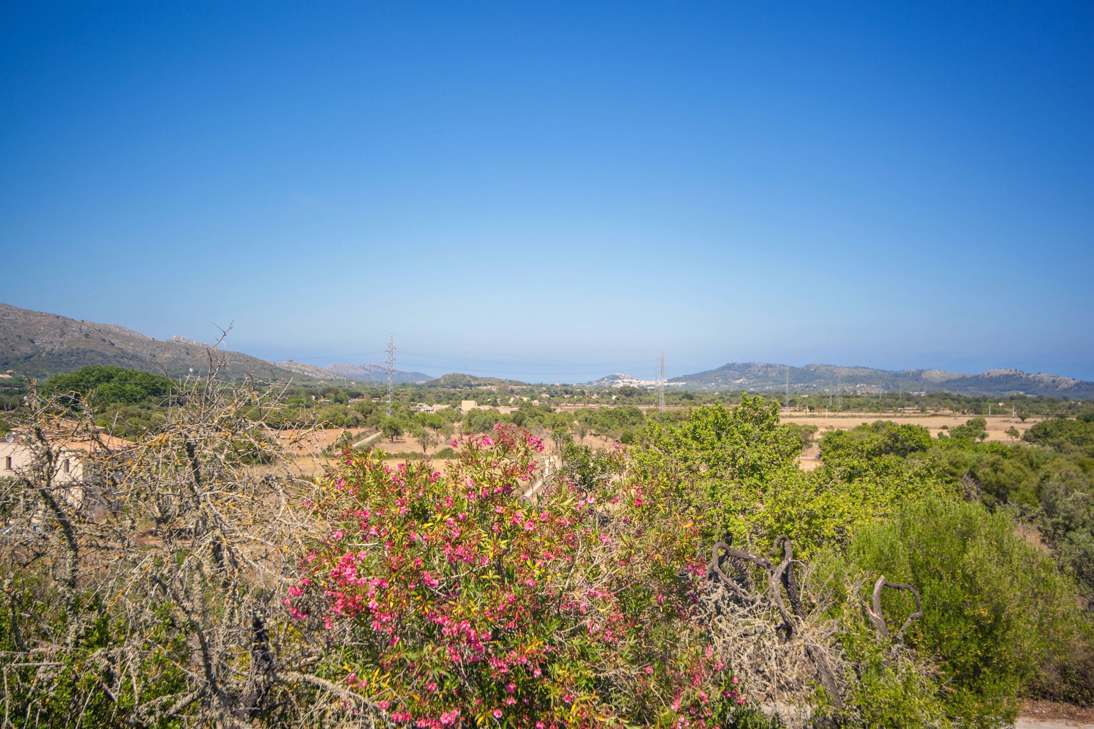 A landscape with a clear view of distant hills and a prominent pink flowering bush in the foreground.