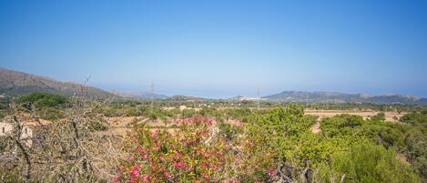 A landscape with a clear view of distant hills and a prominent pink flowering bush in the foreground.