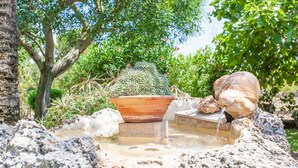 Een rotstuin met een cactus, een terracotta pot en een waterpartij.
