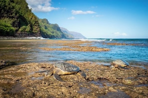 Plage à proximité