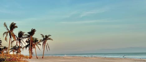 A beach with palm trees and a clear sky.