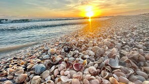 Una playa con diversos caracoles marinos y el sol poniéndose sobre el océano.