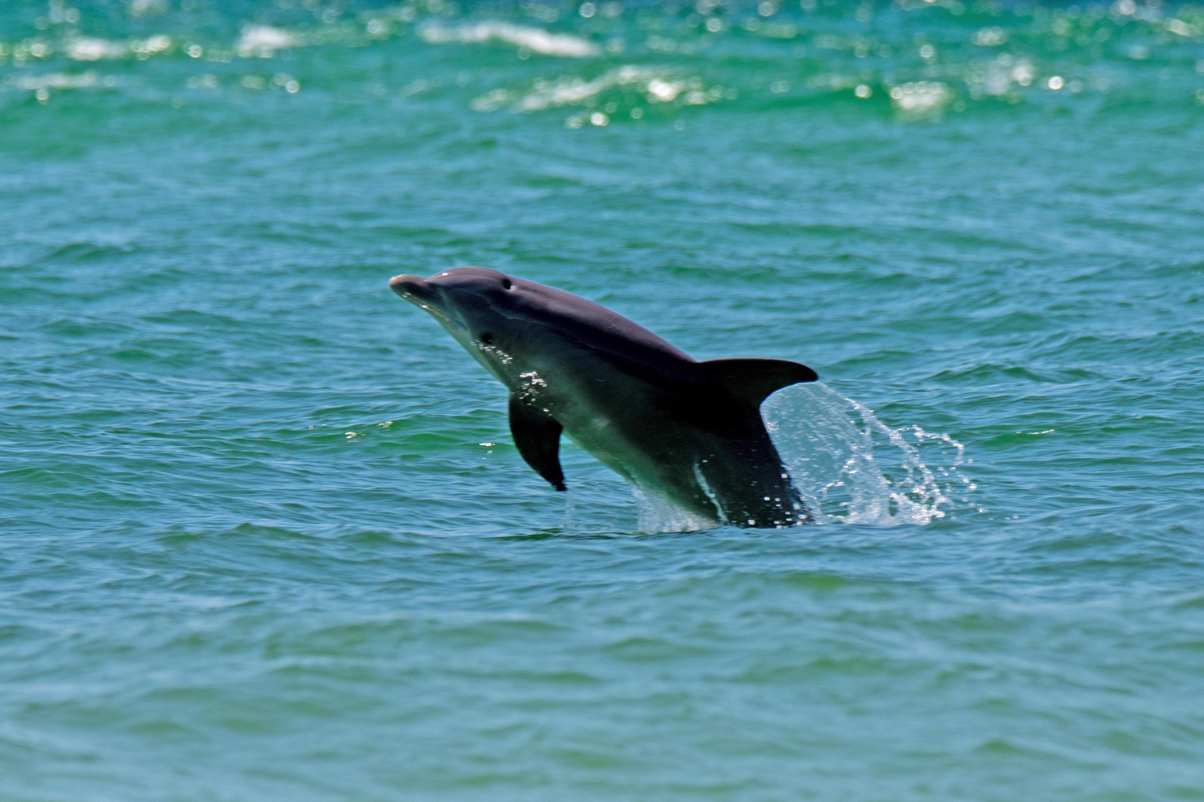 A dolphin leaping out of the water.