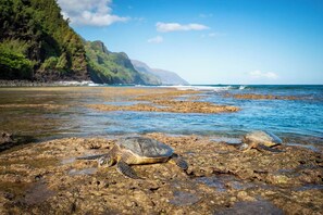 Two sea turtles bask on a rocky beach, surrounded by lush greenery and the soothing ocean.