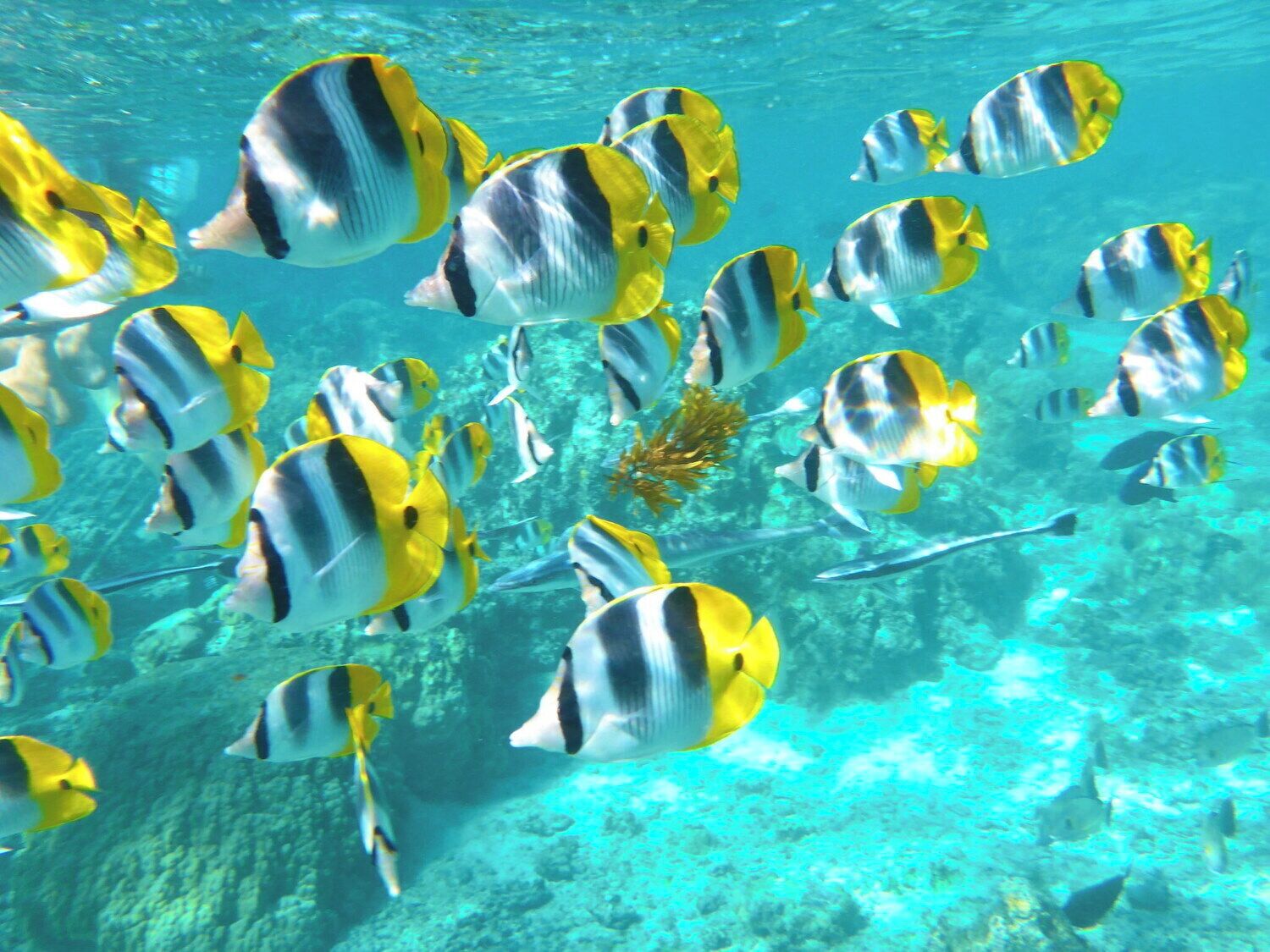 A school of yellow and black striped fish swimming in clear blue water.