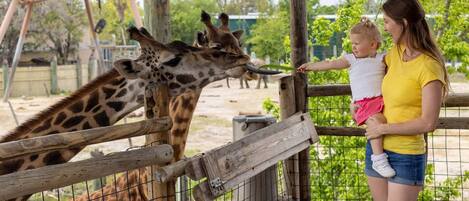 A person feeding a giraffe at a zoo enclosure.