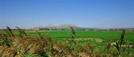 A field with a mountain in the background.