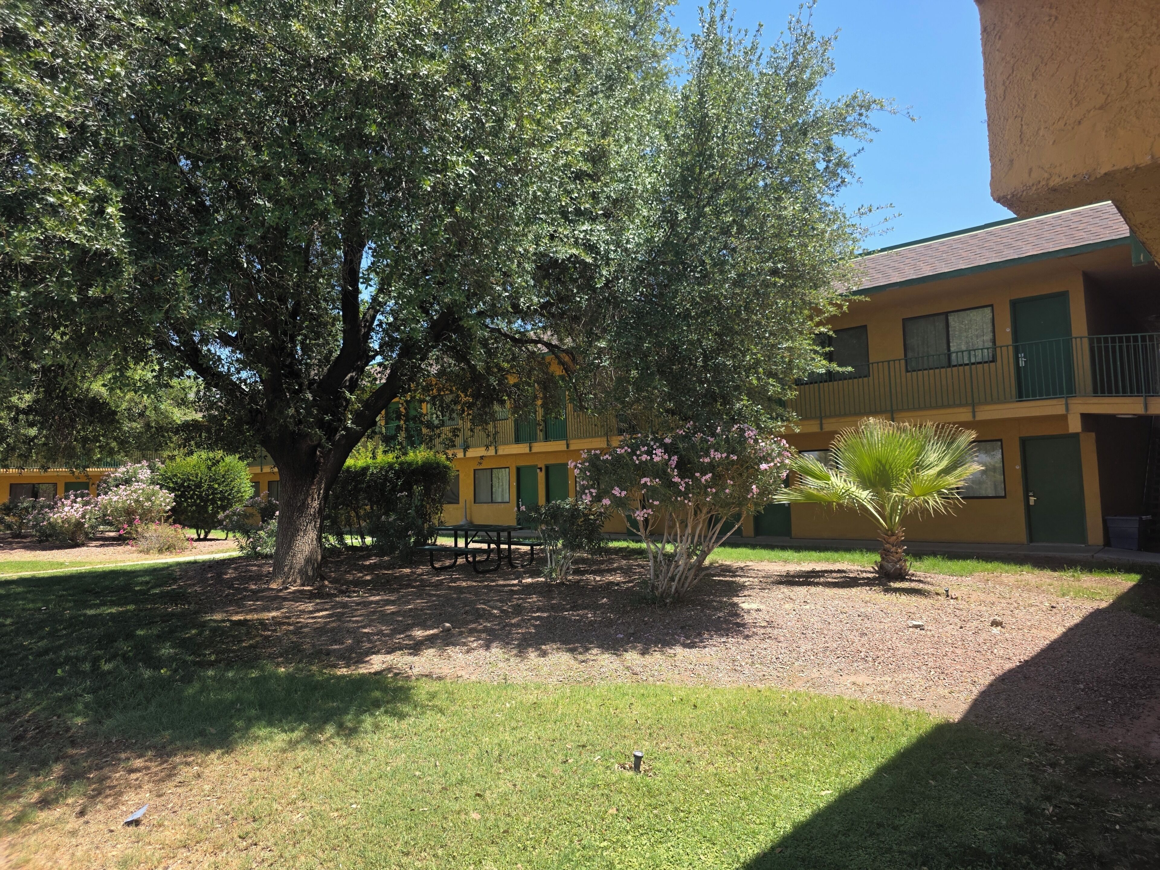 Un patio con un árbol grande, una palmera y un edificio con balcones.