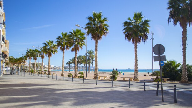 A paved promenade with palm trees, benches, and a clear view of the beach and ocean.