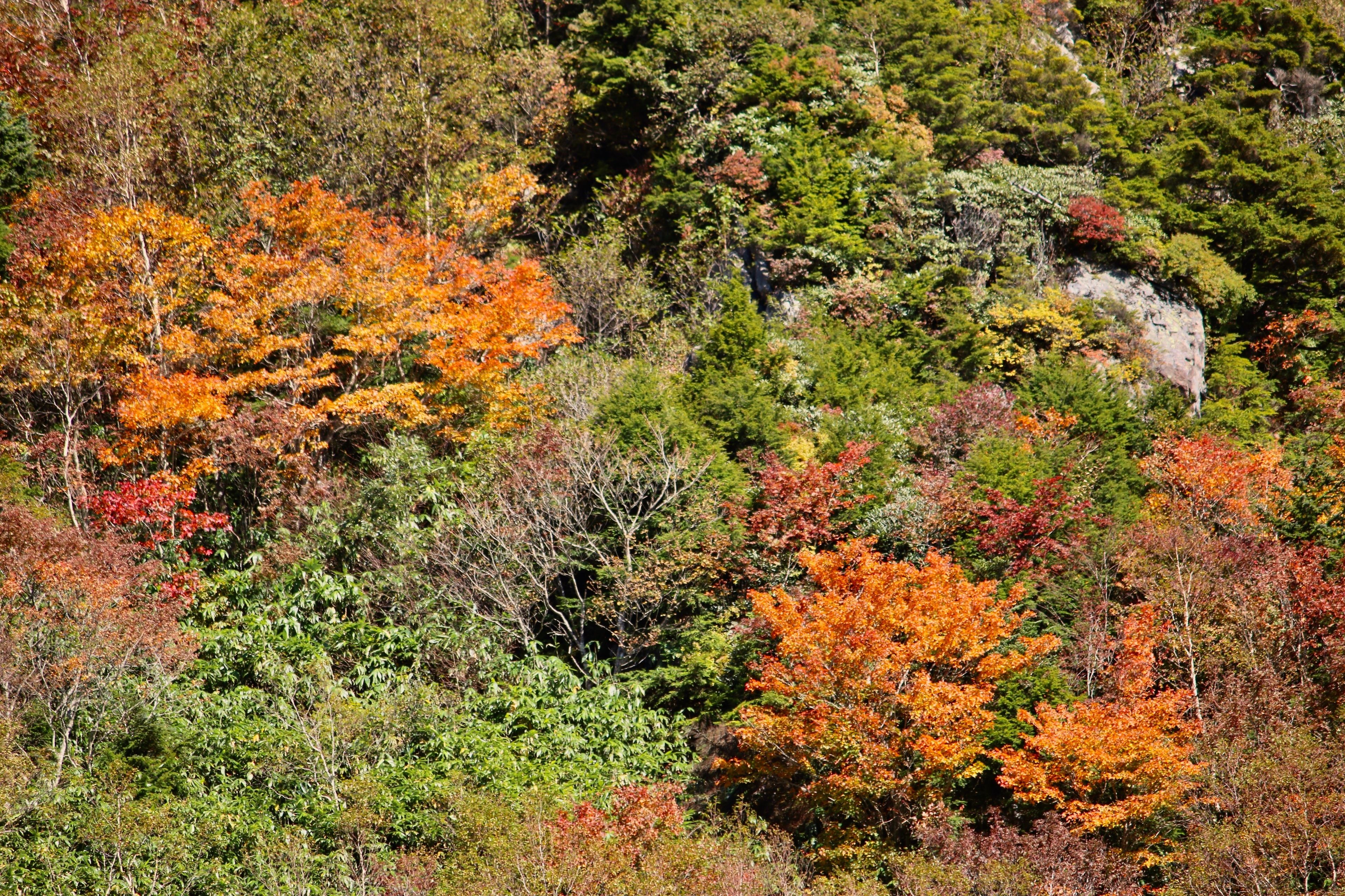 Een dicht bos met verschillende bomen in herfstkleuren.