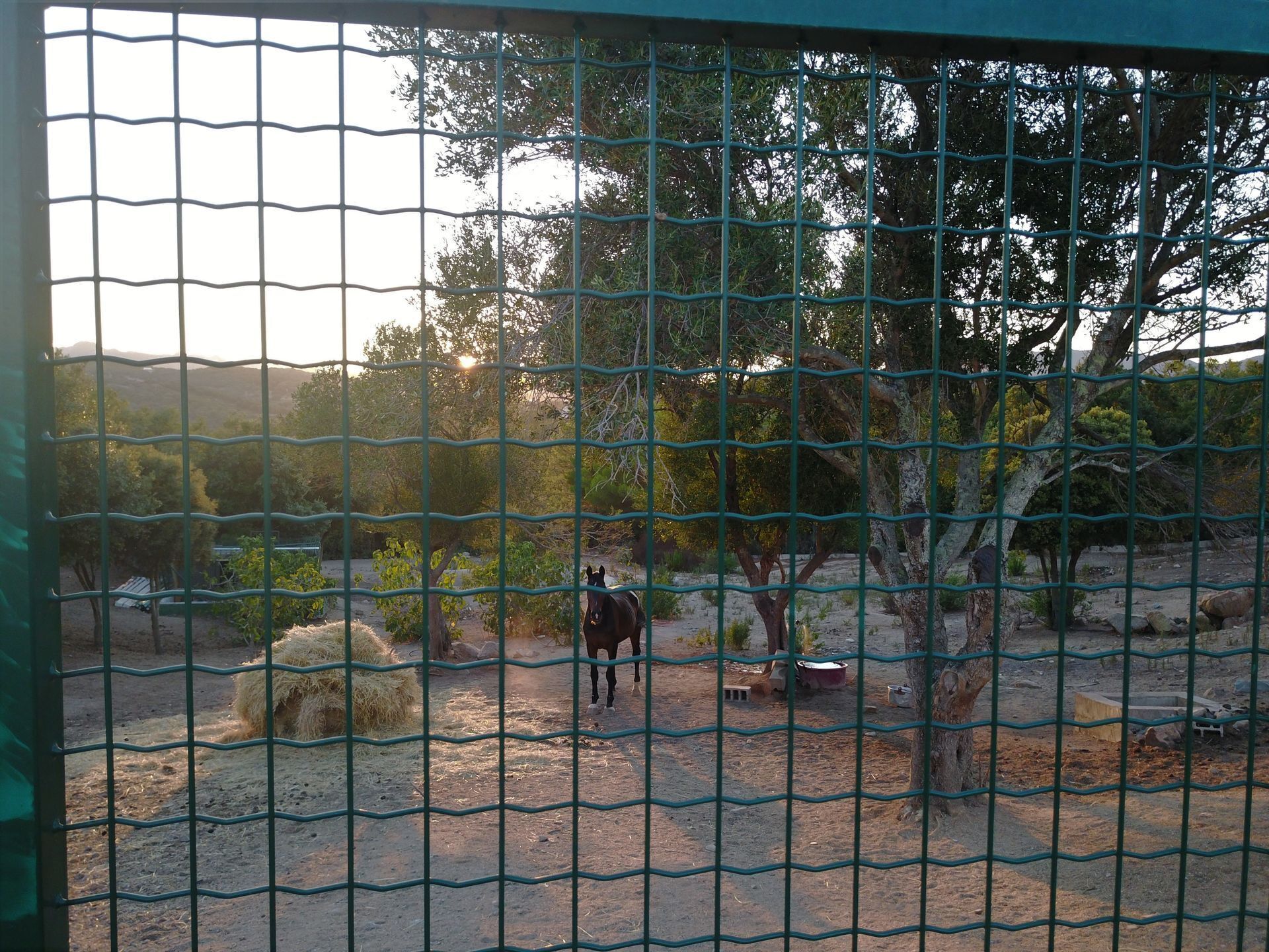 Un caballo en un recinto amurallado con árboles y fardos de heno al fondo.