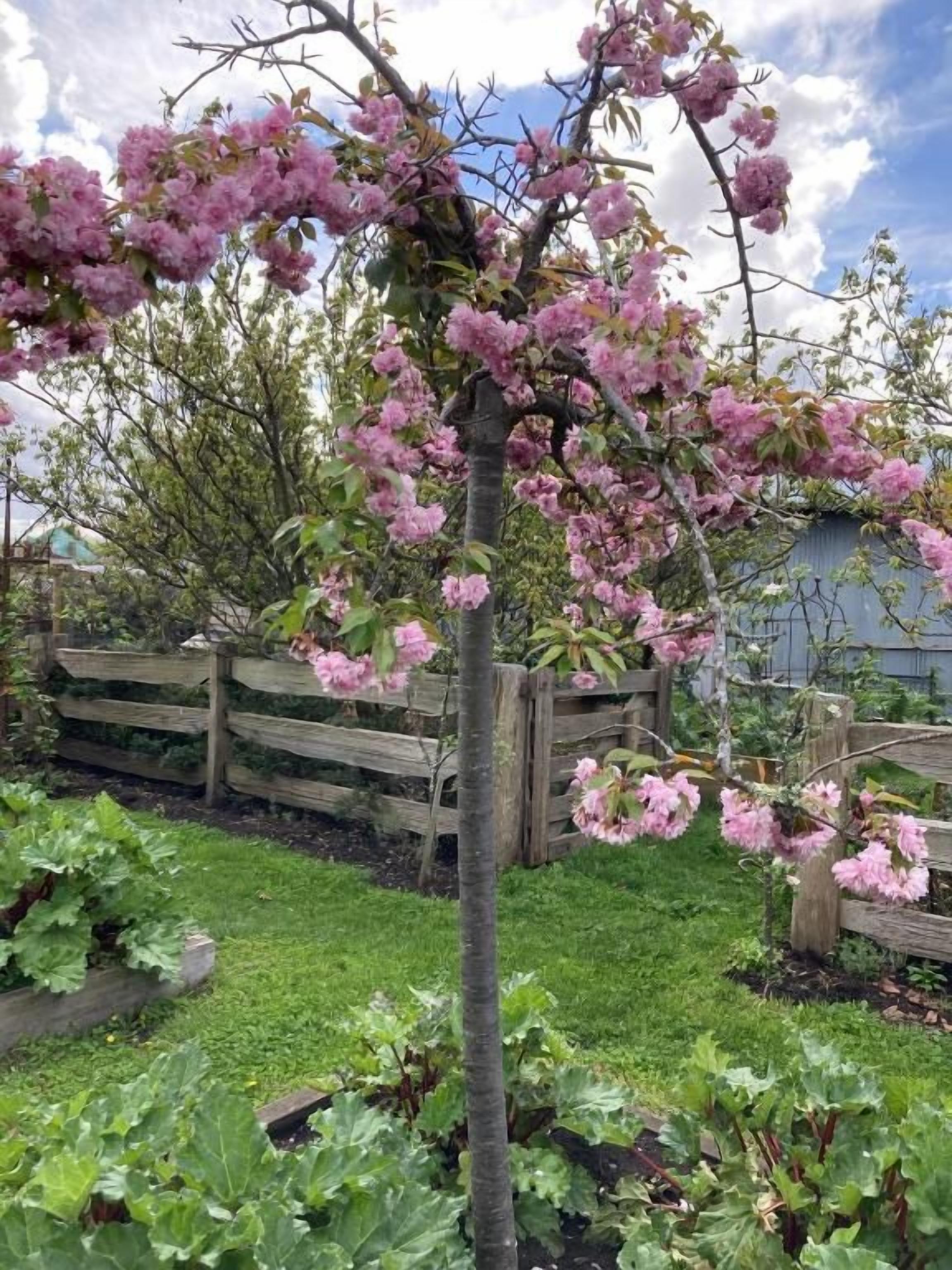 En have med et blomstrende træ, et træhegn og en bygning i baggrunden.