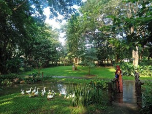 A pond with ducks, surrounded by lush greenery and trees.