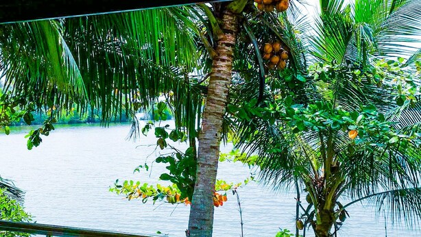 A view of a palm tree with coconuts and a body of water in the background. - Mahi Villa (Bentota)