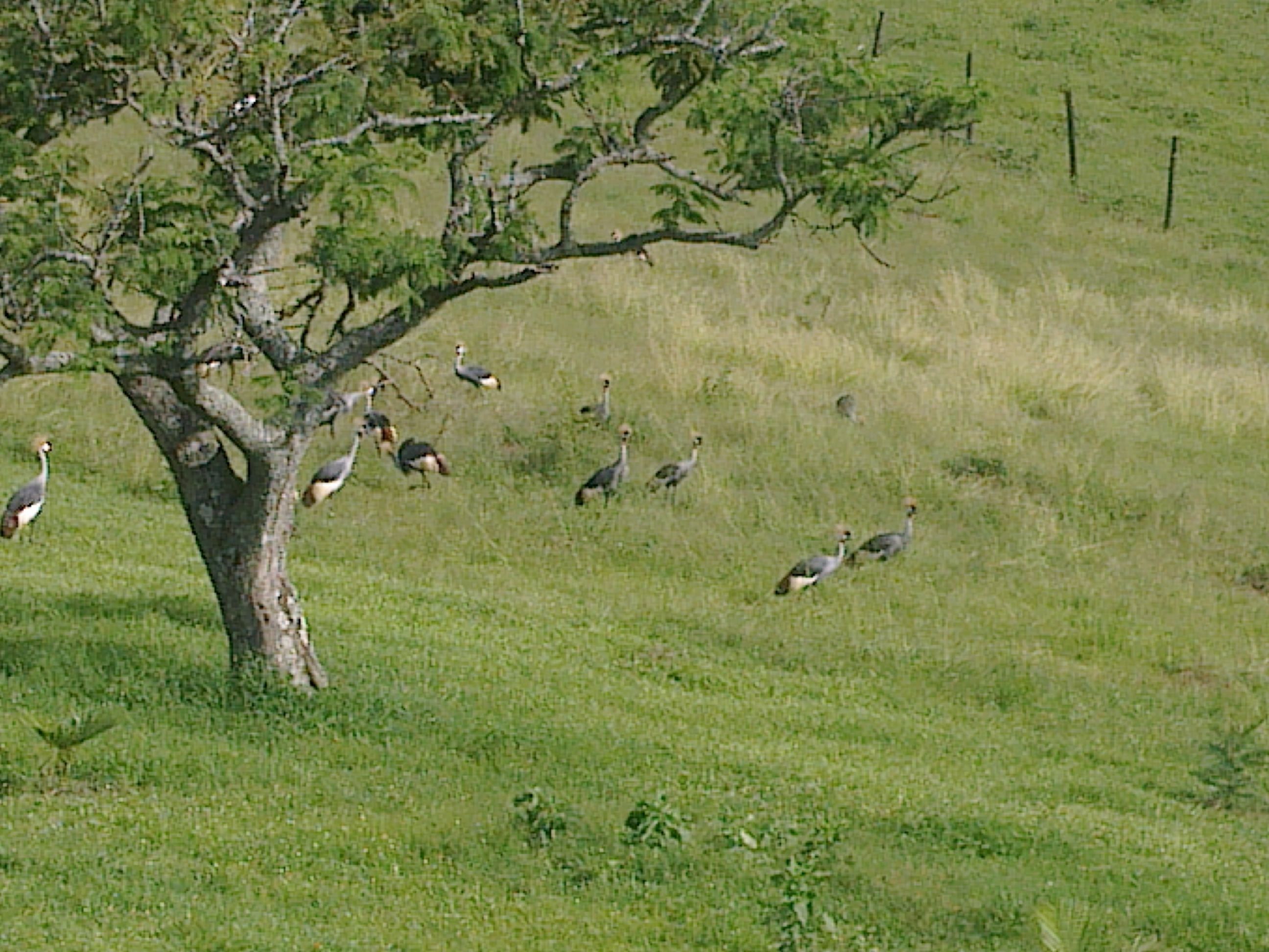 Een boom in een grasveld met verschillende vogels, waarschijnlijk struisvogels, eromheen.