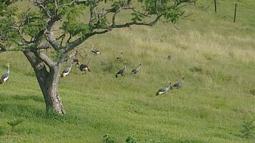 Een boom in een grasveld met verschillende vogels, waarschijnlijk struisvogels, eromheen.