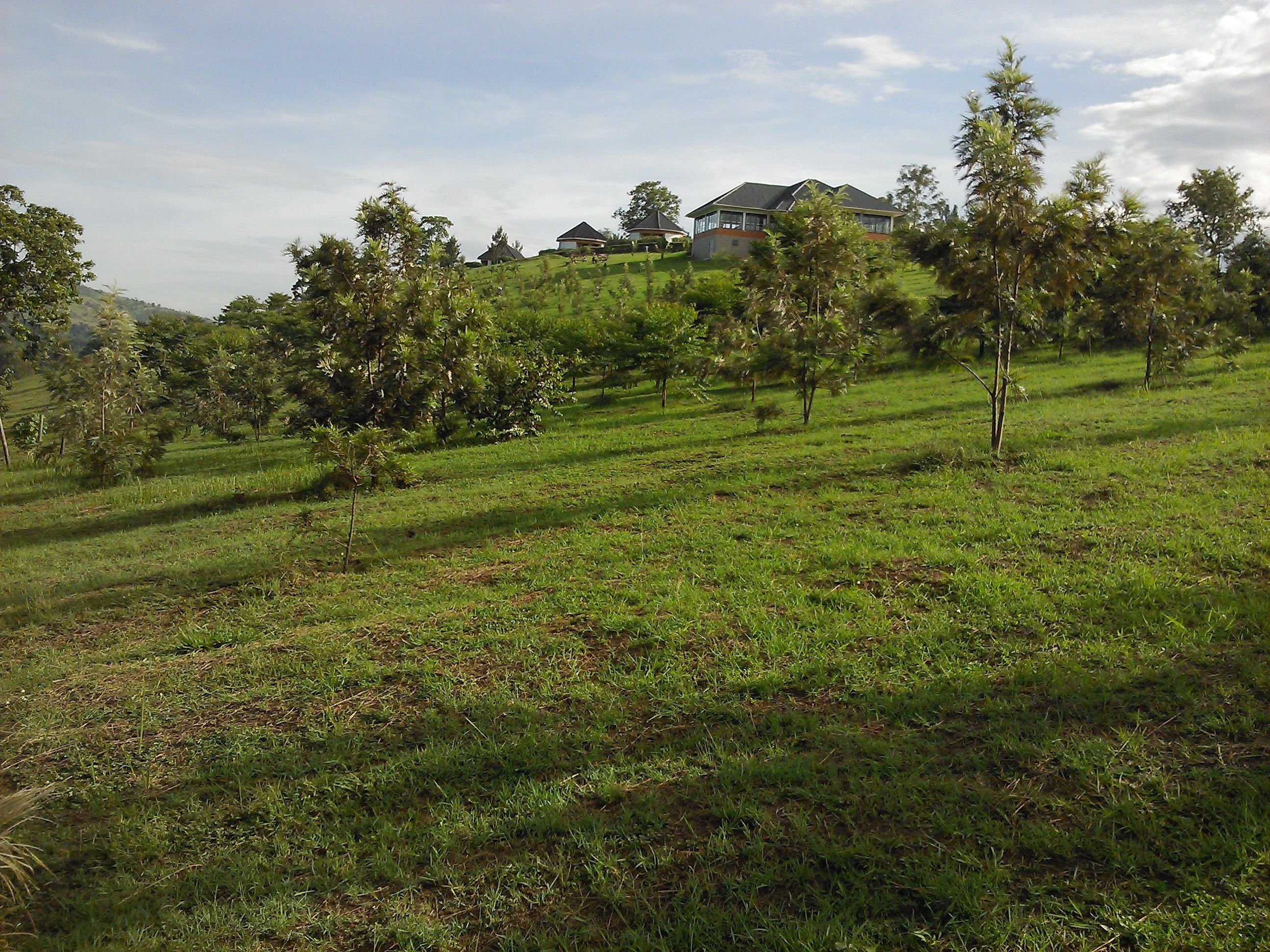 A grassy landscape with several trees and a few buildings in the background.