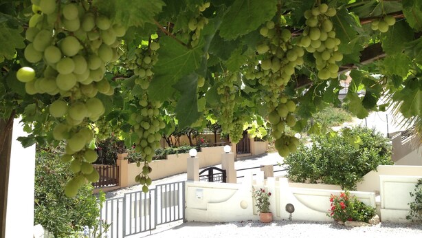 Un viñedo con vid que produce racimos de uvas verdes.