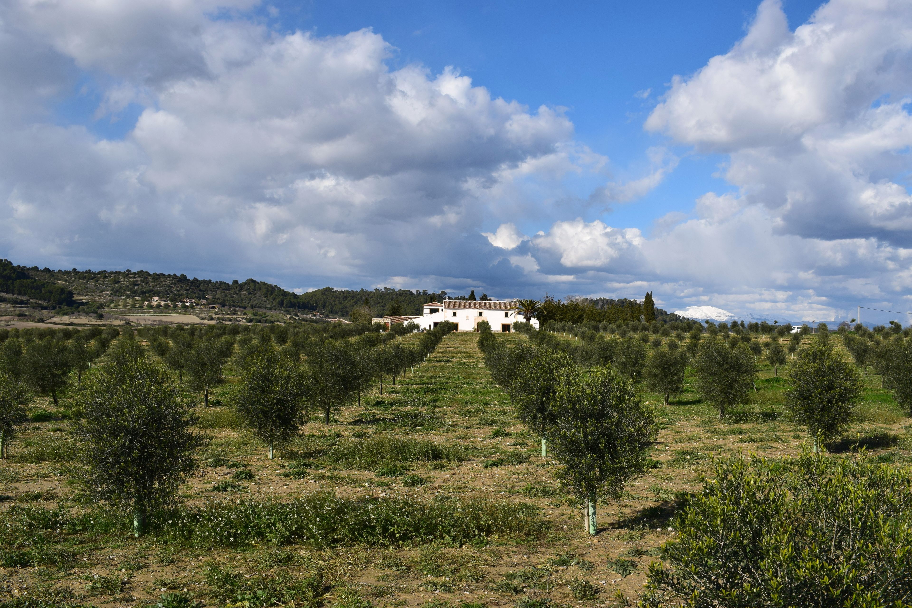 Foto - Agroturisme Gossalba