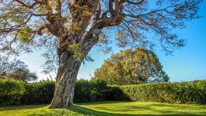 A large tree with a thick trunk and sprawling branches in a well-maintained grassy area. - Quinta das Malvas (Funchal)
