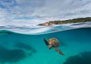 A turtle swimming in clear blue water with a distant landmass. - Jades on Lawson 2 (Byron Bay)