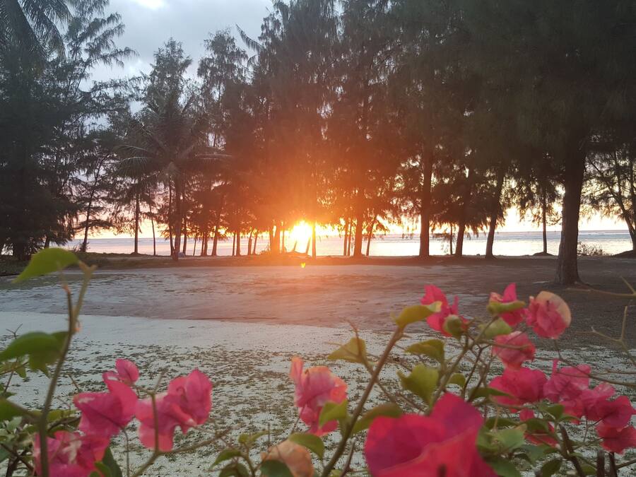 A beach scene with trees and flowers in the foreground.