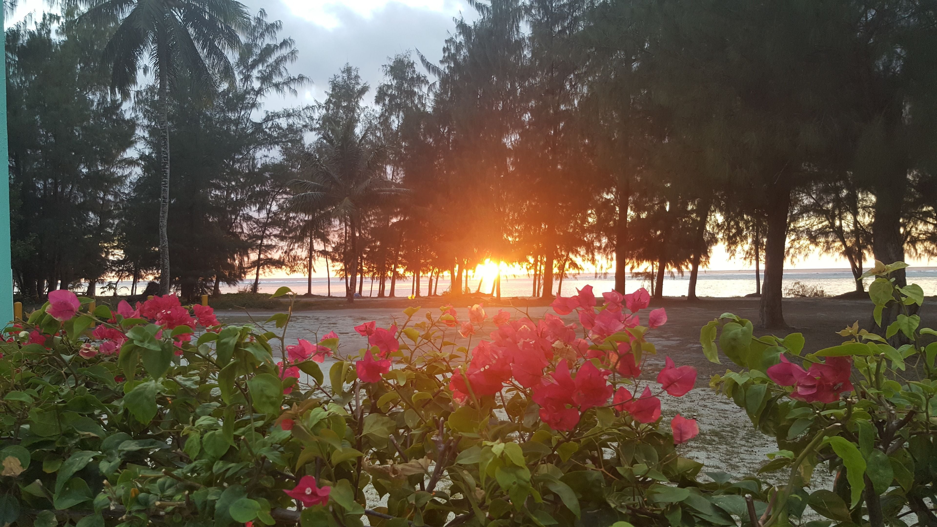 A beach scene with trees and pink flowers in the foreground.
